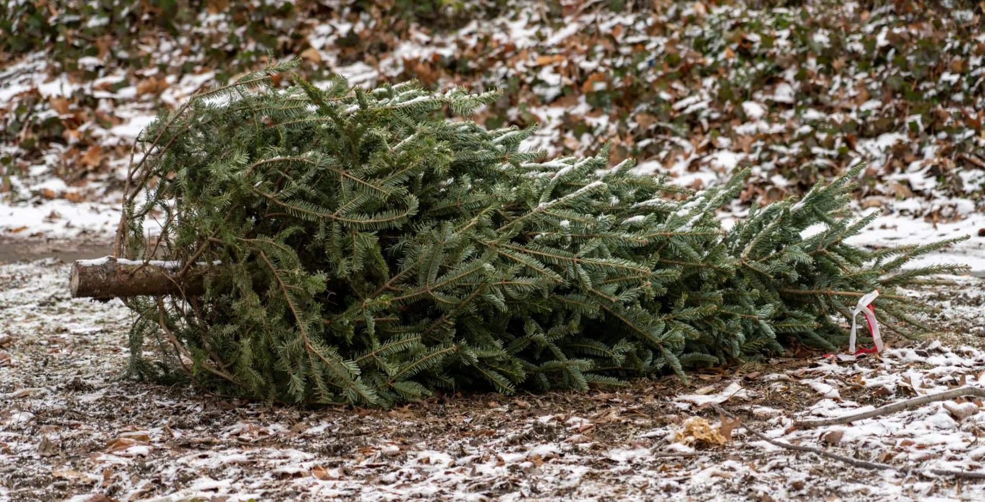 How Toronto disposes of real Christmas trees and turns them into compost