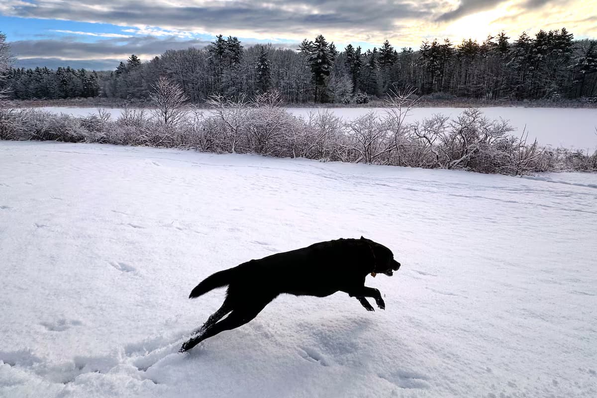 Why we decided to wait on getting a dog until our kids are older