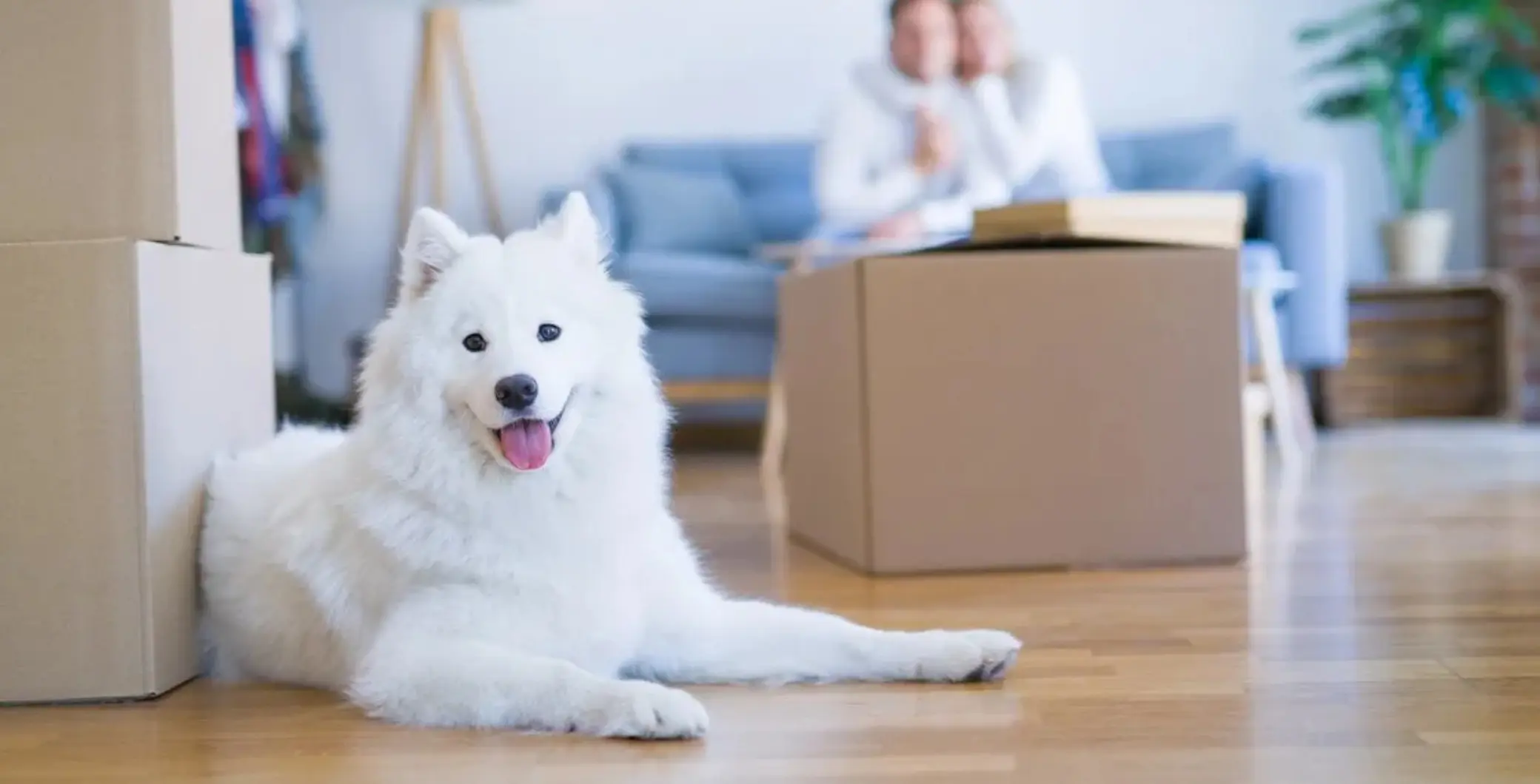 Can landlords ban pets in Ontario? A renters’ guide