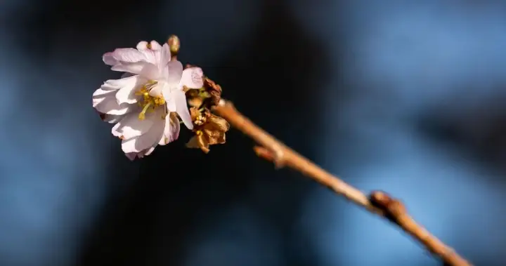 Warm January has B.C. gardens blooming early, but a cold snap could still cause damage