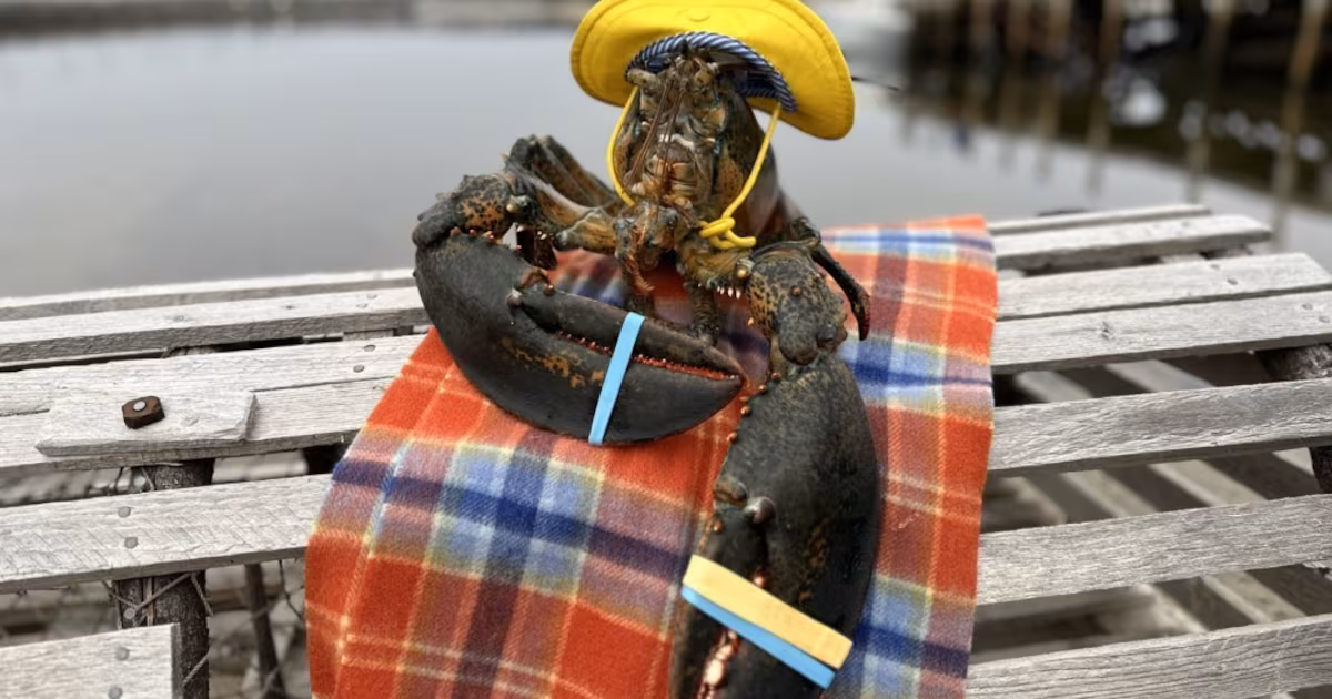 Lucy the Lobster predicts an early spring in Barrington